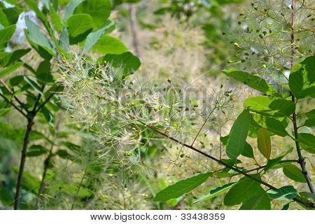Smoketree