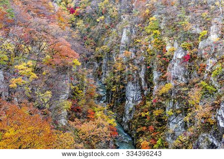 The Colourful Leaves