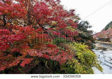 The Colourful Leaves