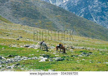 Two Beautiful Horses Is Grazing On Green Alpine Meadow Among Big Snowy Mountains. Wonderful Scenic L