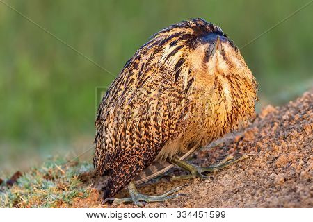 Eurasian Bittern Or Great Bittern Or Botaurus Stellaris Portrait In Beautiful Green Background Durin