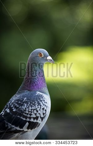 Close Up Beautiful Homing Pigeon Bird Against Green Blur Background