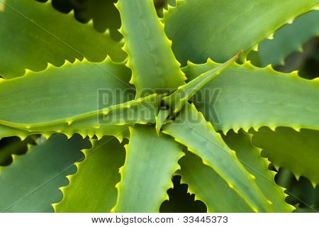 Aloe Vera