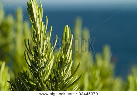 Rozmaryn (rosmarinus Officinalis)