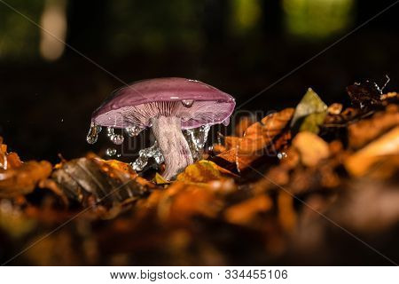 Autumn Purple Fungus With Raindrops And Splashing Water