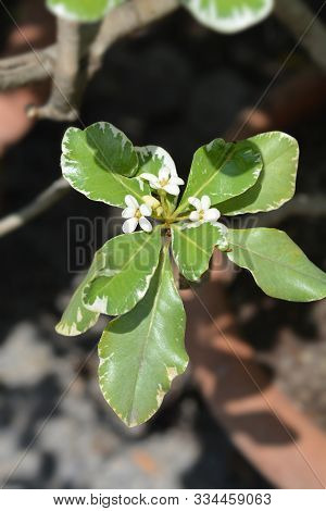 Variegated Japanese Mock Orange White Flowers - Latin Name - Pittosporum Tobira Variegatum