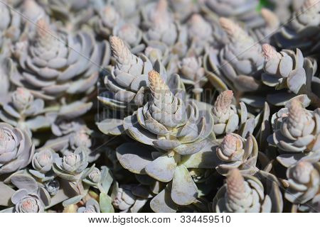 Orostachys Chinese Hat - Latin Name - Orostachys Iwarenge Chinese Hat