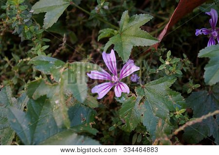 Geranium Molle In Bloom Also Known As Pink Cranesbill