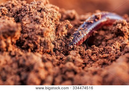 Closeup macro photo of an earthworm in fertile soil during sunset
