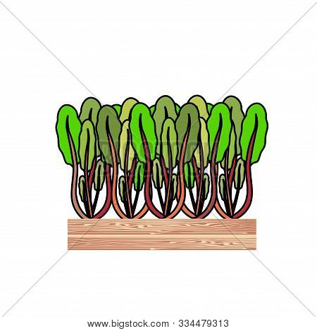 Mangold In Wood Box. Vegetarian Food Art Design Element Stock Vector Illustration For Web, For Print