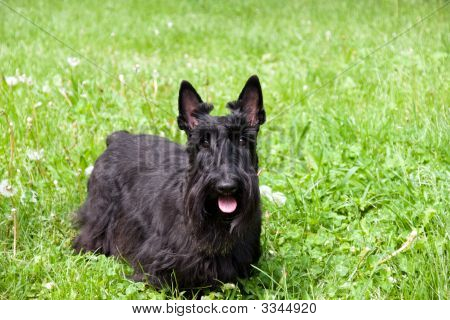 Scottish Terrier