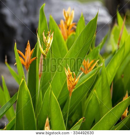 Tropical Flower (heliconia Psittacorum) In The Garden