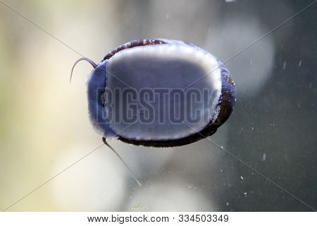 The Macro Of An Anthracite Limpet Neritina Pulligera In The Aquarium