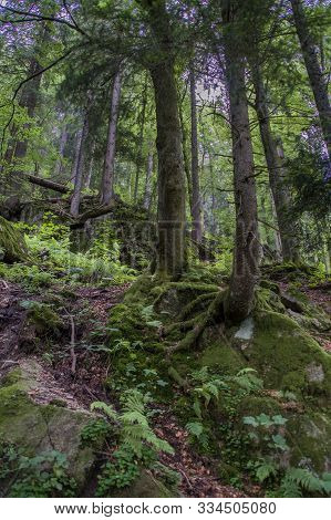 Image Of A Part Of The Black Forest Germany