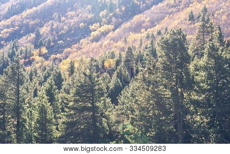 Beautiful Green Pine Fir Forest Tree On High Mountains Background. Yellow Autumn Trees With Conifero