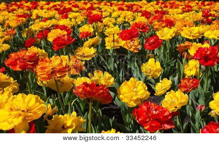 Pole tulipánů