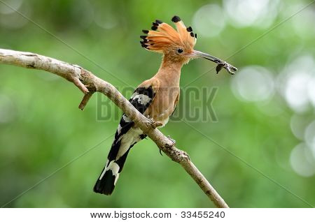 Eurasian Hoopoe (upupa Epops)