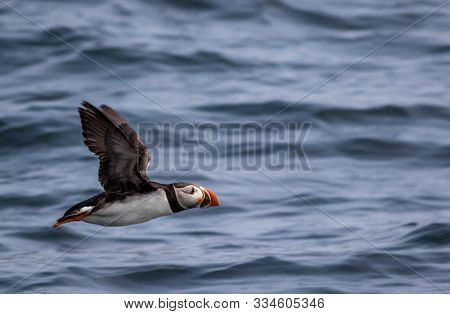 Atlantic Puffin (fratercula Arctica) Flies Over Water Off The Coast Of Maine