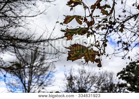 Green Forest Tree With Green Leaves And Sun Light From Bottom View Foreground
