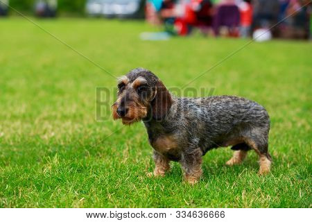 The Dog Breed Wire Haired Dachshund Stands On Green Grass