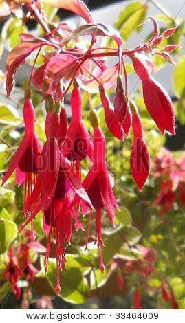 Fiori fucsia