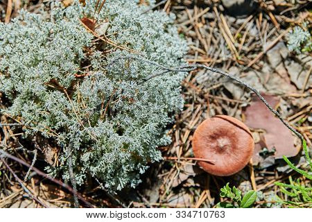 Lichen Cladonia Rangiferina. Reindeer Grey Lichen. Beautiful Light-colored Forest Moss Growing In Wa