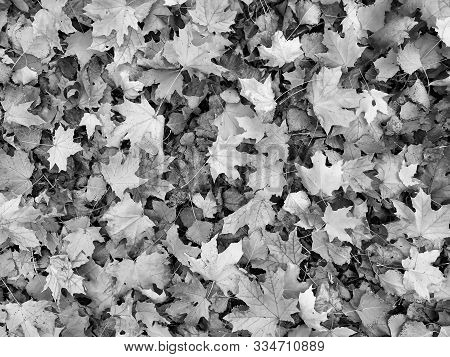 Background Of Leaves In Gray Colors .dry Leaf On The Ground. Gray Leaves Cover The Surface