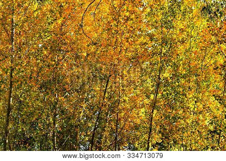 Beautiful And Fresh Green And Golden Leaf Background In The Forest In Chelva, Valencia, Spain