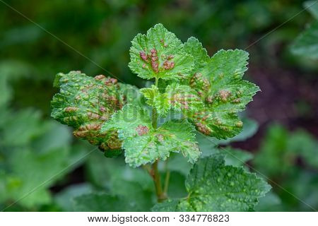 Bush Redcurrant Struck By Illness