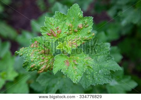 Bush Redcurrant Struck By Illness