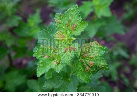 Bush Redcurrant Struck By Illness
