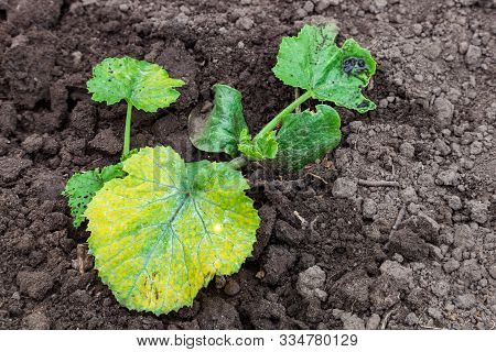 Zucchini Plant Is Sick With Chlorosis