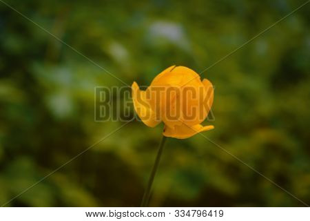 Spring Flowers On A Blurred Background. The Globeflower. Yellow Flowers Trollius Or Globeflower.