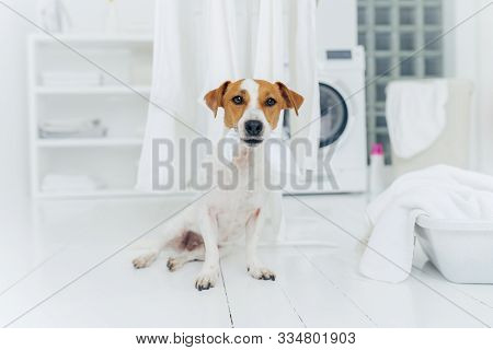 Indoor Shot Of Little Pedigree Dog Bites Hanged White Linen, Poses On Floor In Laundry Room At Home.