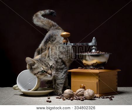 Gray Cat With Green Eyes Turned Over A Coffee Cup Next To A Vintage Coffee Grinder And Grains Of Cof