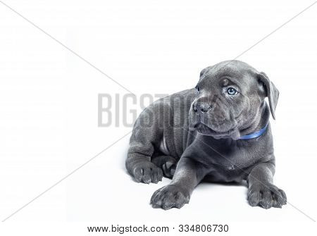 Little Puppy Dog ​​of Breed Canecorso On A White Background In Isolation Close Up