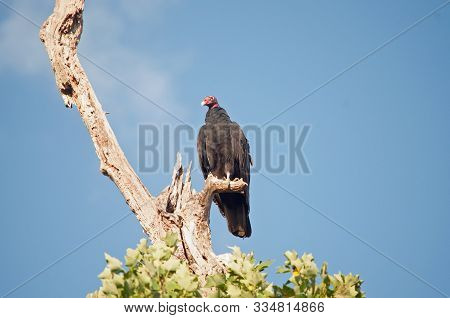 Turkey Vulture Perched On A Dead Tree With A Blue Sky Background.