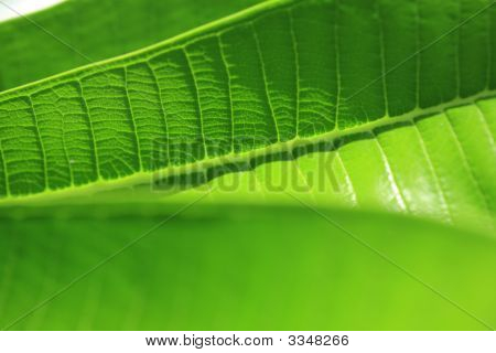 A-planta