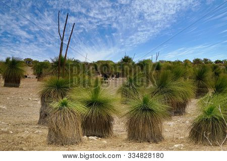 Close Up Of Blackboy Trees In Western Australia, They Have A Crown Of Rigid Grass Like Leaves Above 