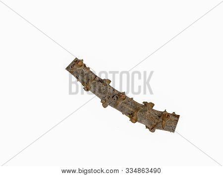 Close Up Of Manihot Esculenta Plants Or Commonly Called Cassava, Manioc, Yuca, Macaxeira, Mandioca A