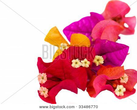 Bougainvillea-BlÃ¼ten