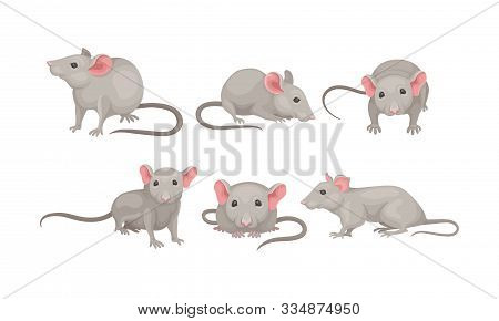 Mouse In Different Poses Vector Set. Small Rodent With Gray Coat And Long Tail