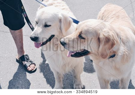 Two Young Beautiful Adorable Labradors Retrievers With Dog Owner On A Walk. Dog Friendship. Protecti