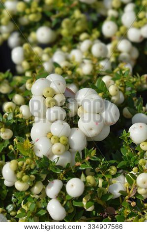 Prickly Heath White Berries - Latin Name - Gaultheria Mucronata (pernettya Mucronata)