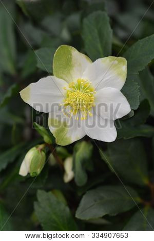 Christmas Rose Wintersun - Latin Name - Helleborus Niger Wintersun