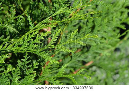 Atrovirens Arborvitae - Latin Name - Thuja Plicata Atrovirens