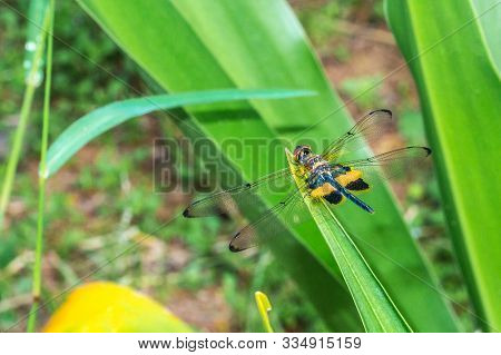 Rhyothemis Phyllis, Also Know As Yellow-striped Flutterer, Is A Species Of Dragonfly Of The Family L