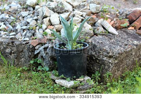 Agave Monocot Small Perennial Ornamental Plant Growing From Plastic Flower Pot Next To Old Concrete 