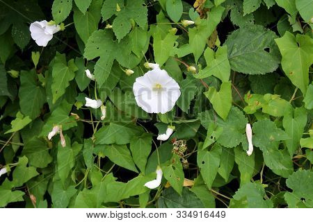 Field Bindweed Or Convolvulus Arvensis Or European Bindweed Or Creeping Jenny Or Possession Vine Her