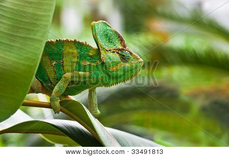 Jemenchameleon verde ou Chamaelio Calyptratus